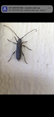 Cerambycoidea