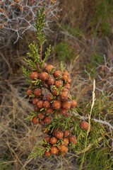 Juniperus phoenicea