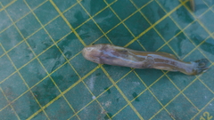 Tachysurus brevianalis