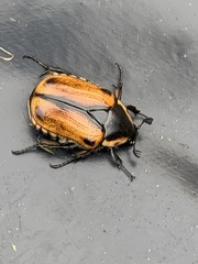 Chondropyga dorsalis