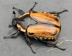 Chondropyga dorsalis