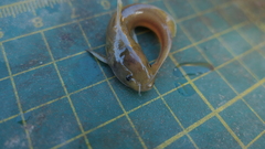 Tachysurus brevianalis