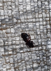 Clivina basalis