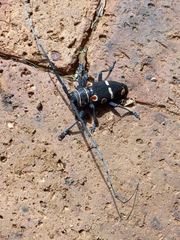 Zographus oculator
