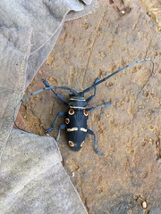 Zographus oculator