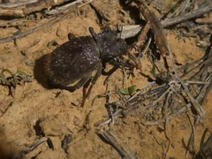 Stenomorpha muricatula