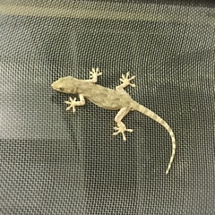Gekko swinhonis