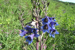 Delphinium cuneatum