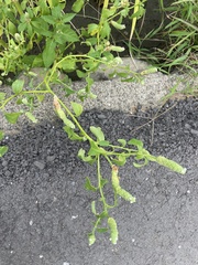 Sphenoclea zeylanica