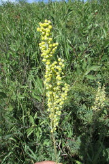 Artemisia armeniaca