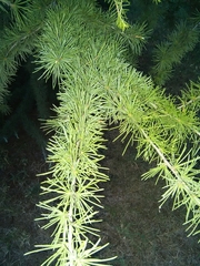Pinaceae