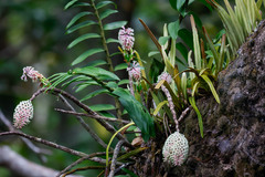 Dendrobium smillieae