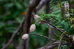Dendrobium smillieae