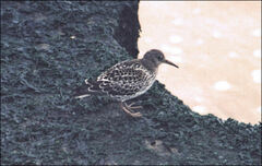 Calidris maritima