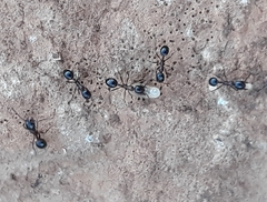 Monomorium
