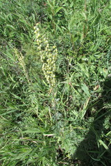 Artemisia armeniaca
