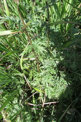 Artemisia armeniaca