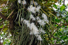 Dendrobium teretifolium