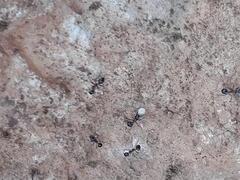 Monomorium