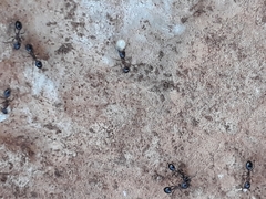 Monomorium