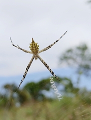 Argiope australis