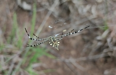 Argiope australis
