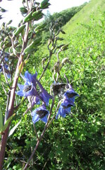 Delphinium cuneatum