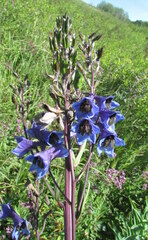 Delphinium cuneatum