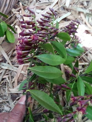 Vaccinium madagascariense