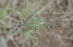 Argiope australis