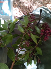 Vaccinium madagascariense