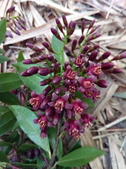 Vaccinium madagascariense
