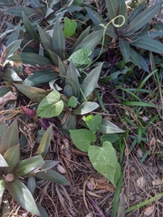 Ipomoea plebeia