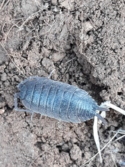 Porcellio