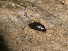 Calathus ruficollis