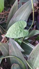 Ipomoea plebeia