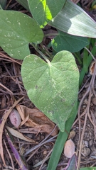 Ipomoea plebeia