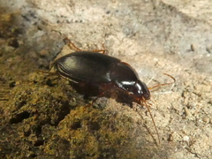 Calathus ruficollis