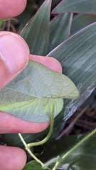 Ipomoea plebeia