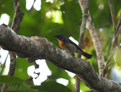Cyornis glaucicomans