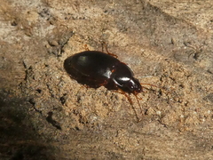 Calathus ruficollis