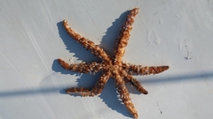 Coscinasterias tenuispina