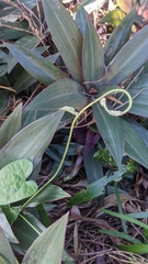 Ipomoea plebeia