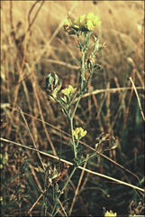 Medicago falcata