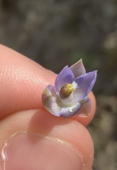 Thelymitra colensoi