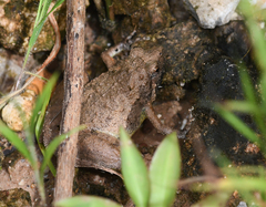 Microhyla berdmorei