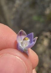 Thelymitra colensoi