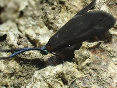 Pollanisus subdolosa