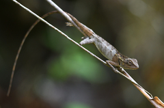 Calotes emma