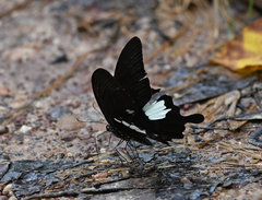Papilio nephelus